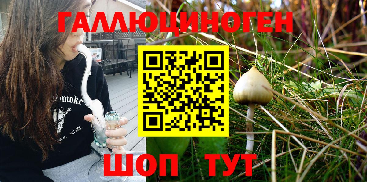Псилоцибиновые грибы Psilocybine cubensis Южноуральск